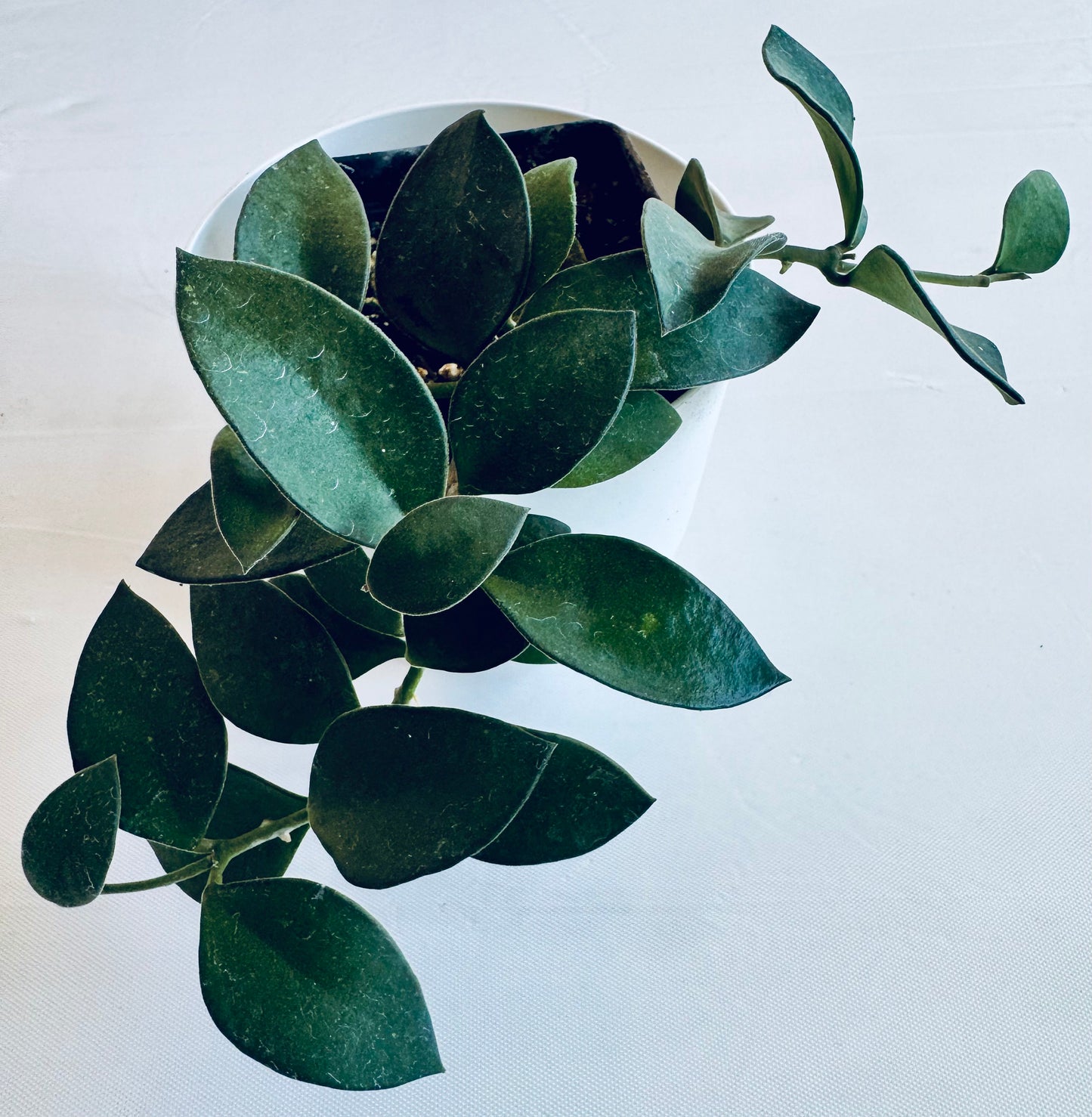 Hoya nummularioides (large)