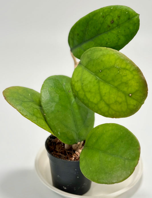 Hoya sp. RP-12