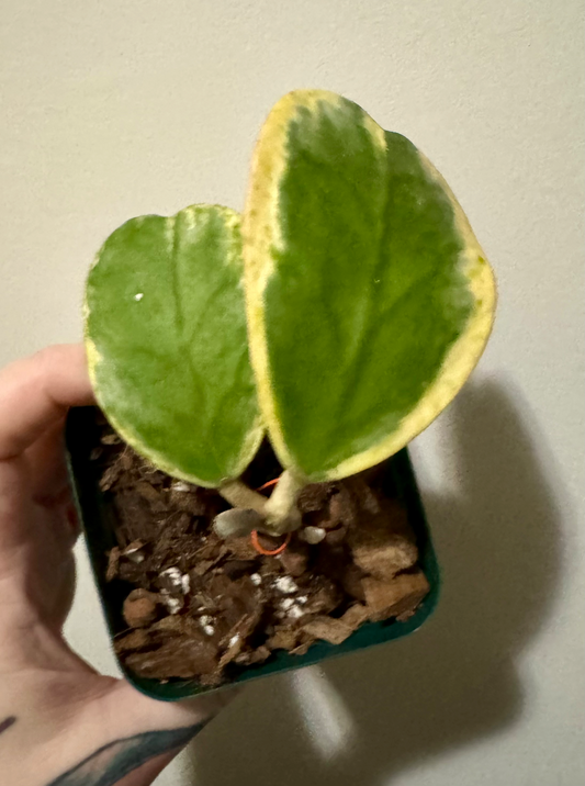 Hoya kerrii (margin var.)