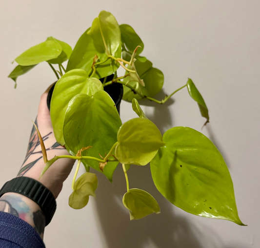 Philodendron hederaceum 'lemon lime' (large)