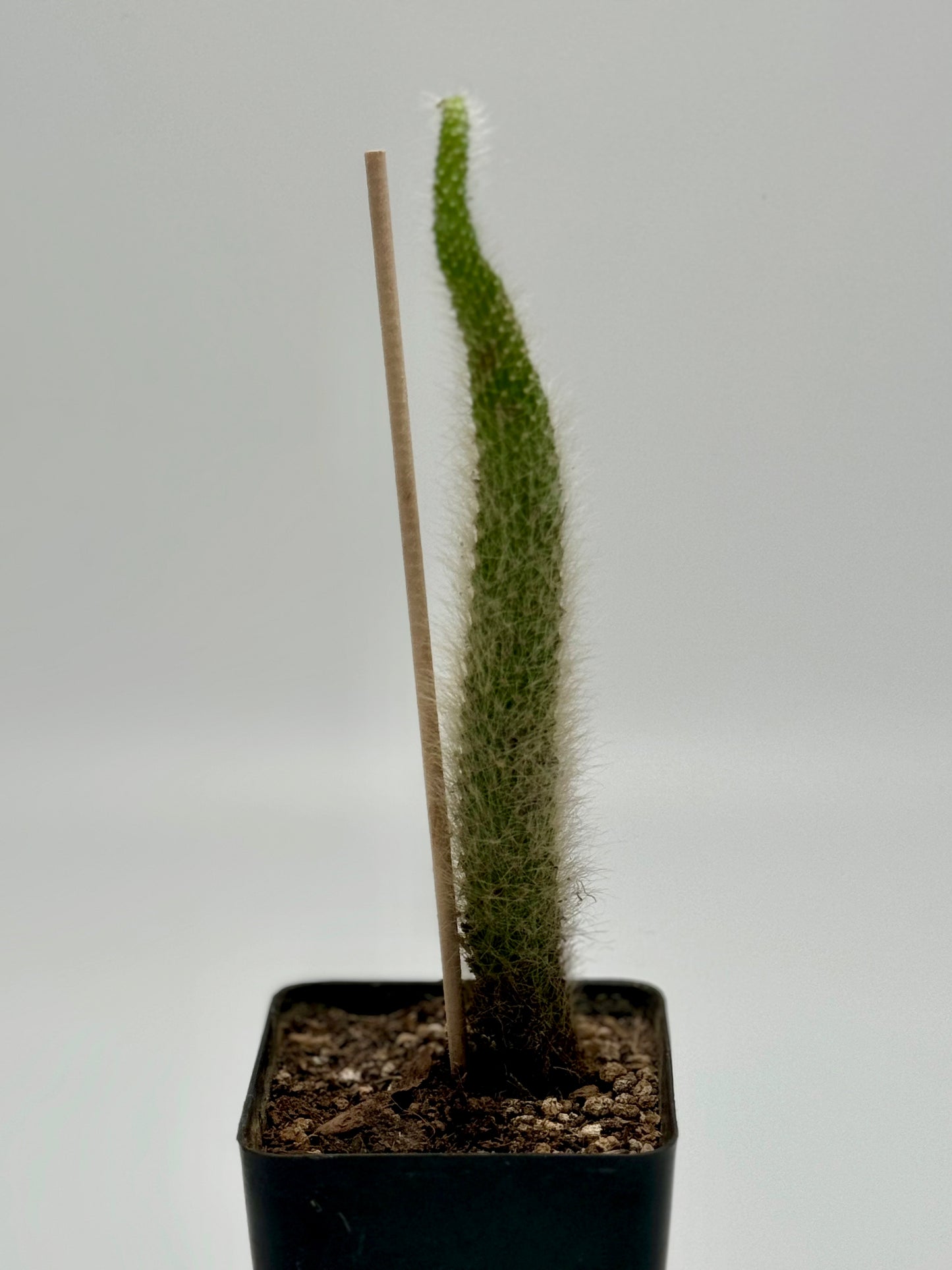 Cleistocactus colademononis (Monkey Tail Cactus)