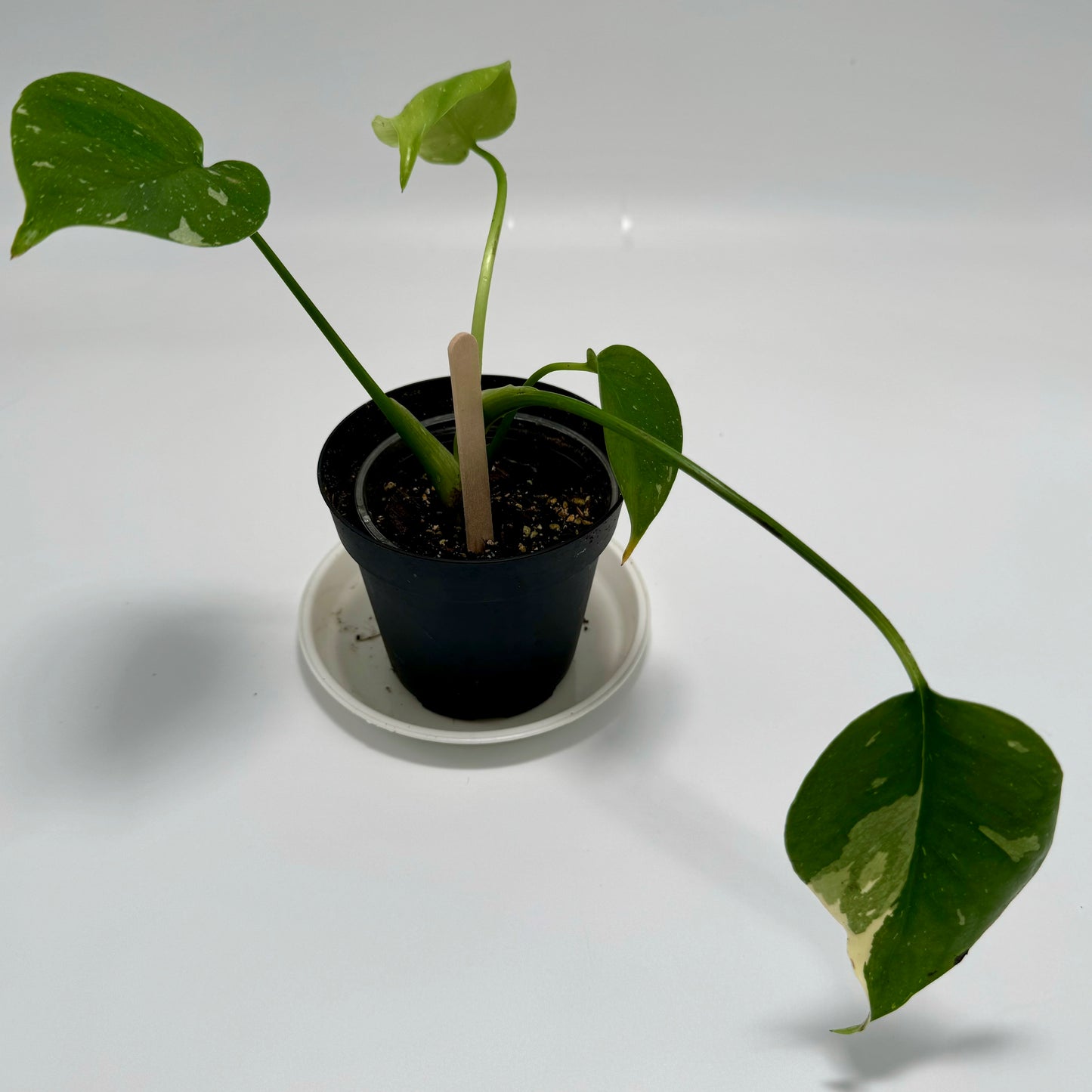 Monstera thai constellation (small)