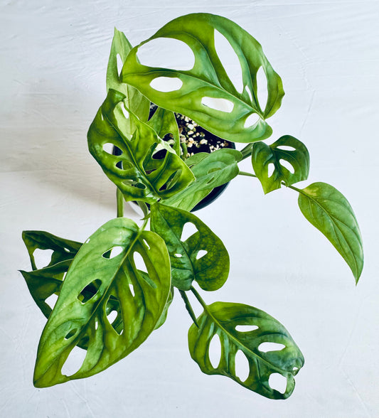 Monstera adansonii