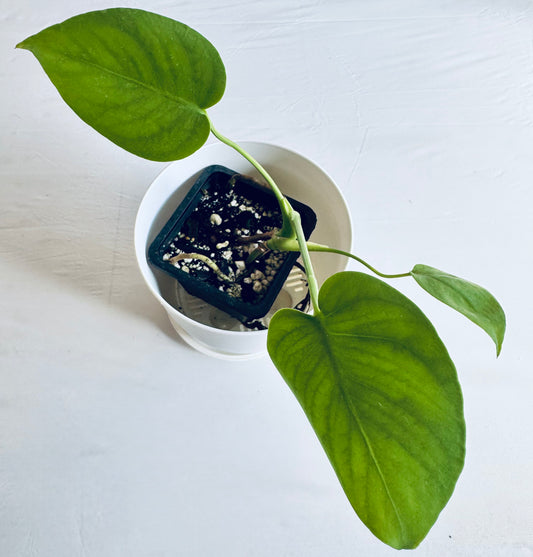 Monstera deliciosa