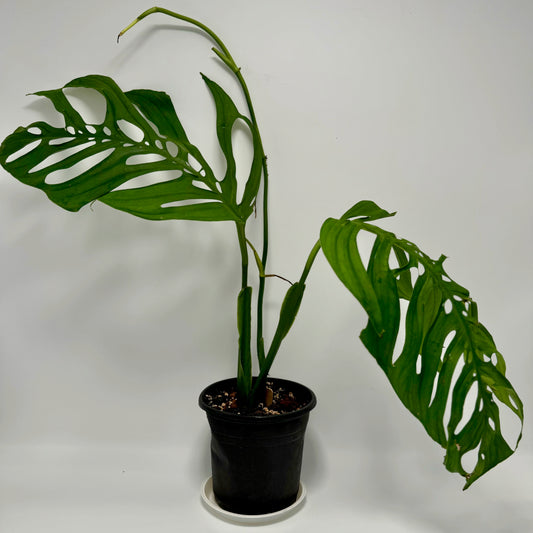 Monstera esqueleto