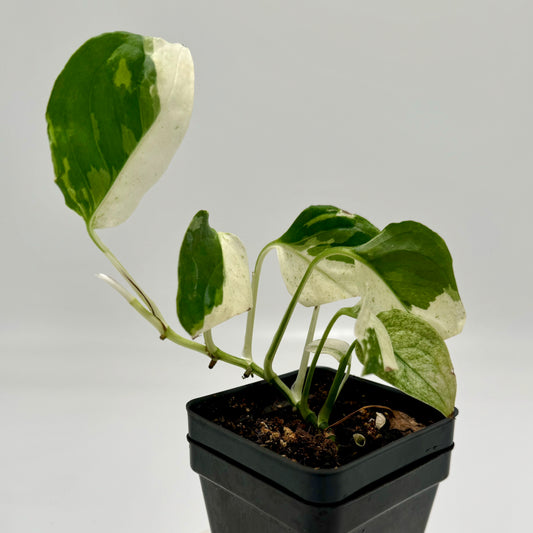 Monstera lechleriana albo variegated