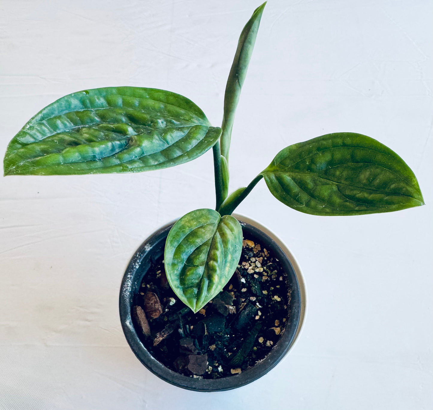 Monstera sp. peru