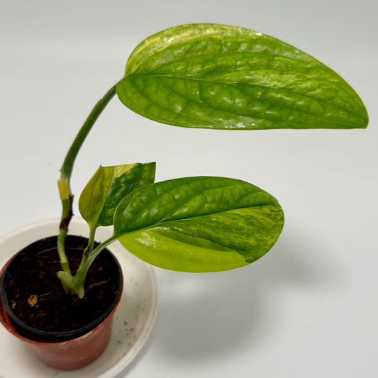 Monstera sp. peru variegated - Plant #2