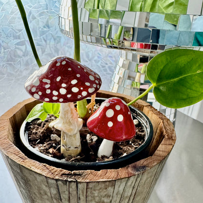 Plantshrooms