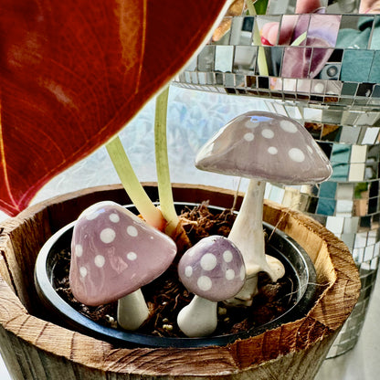 Plantshrooms