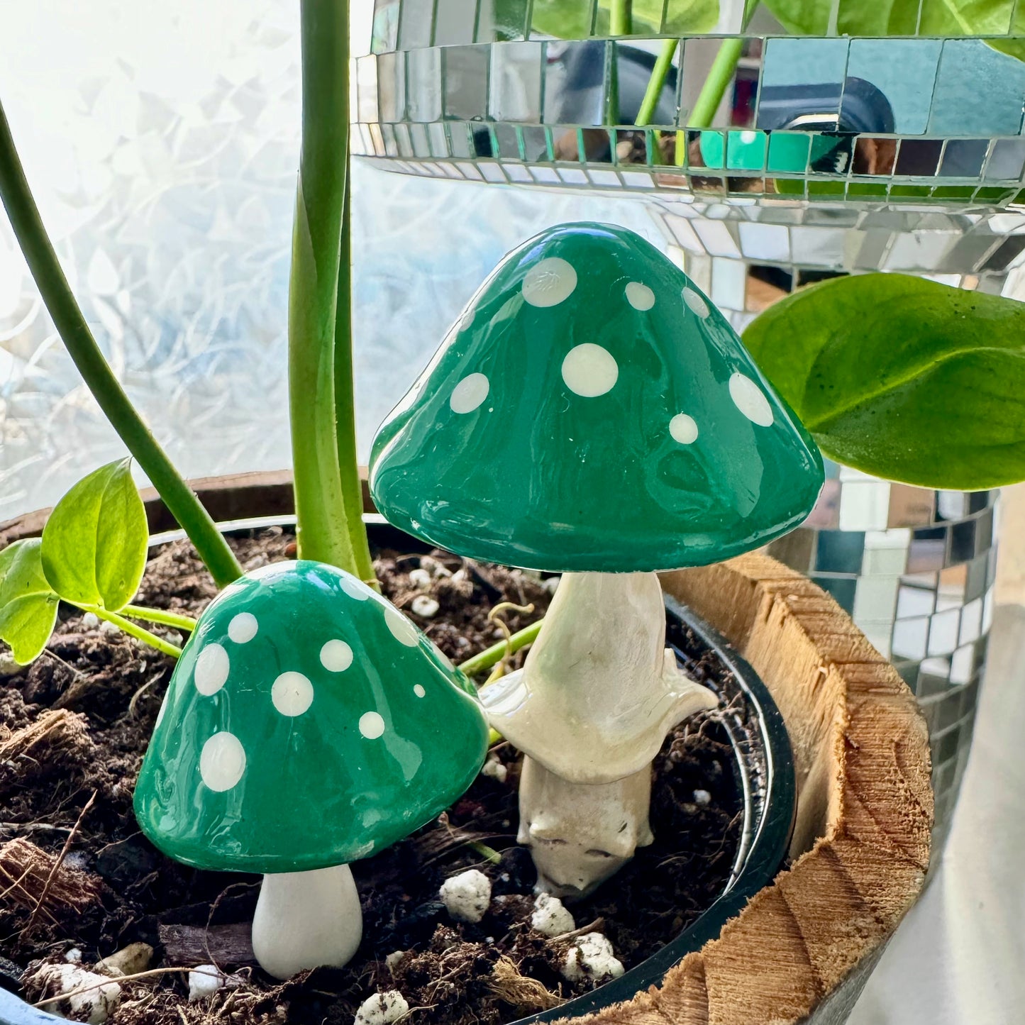 Plantshrooms