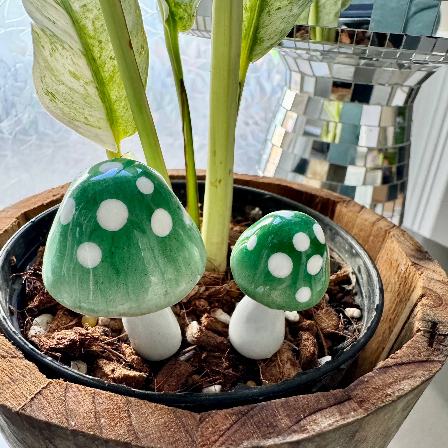 Plantshrooms