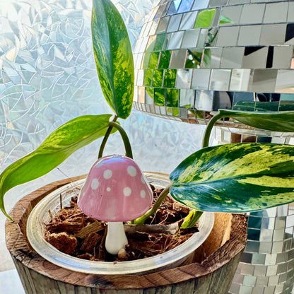 Plantshrooms