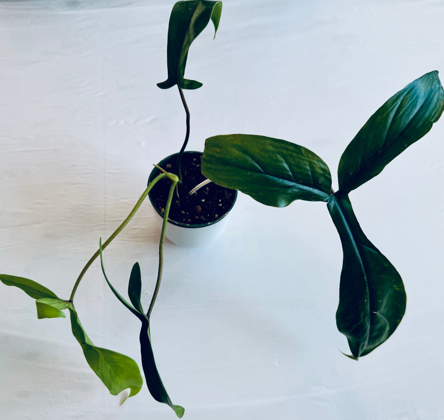 Philodendron 'Bette Waterbury' 69686