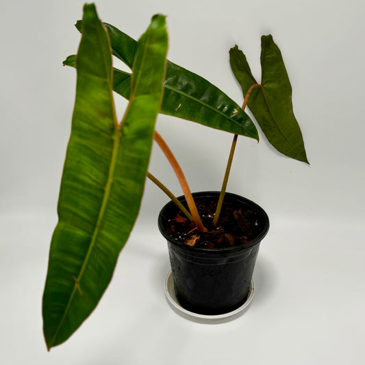 Philodendron billietaie (large)