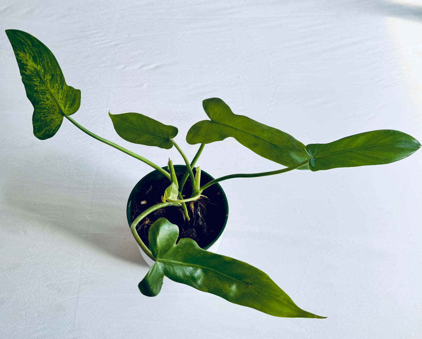 Philodendron bipennifolium