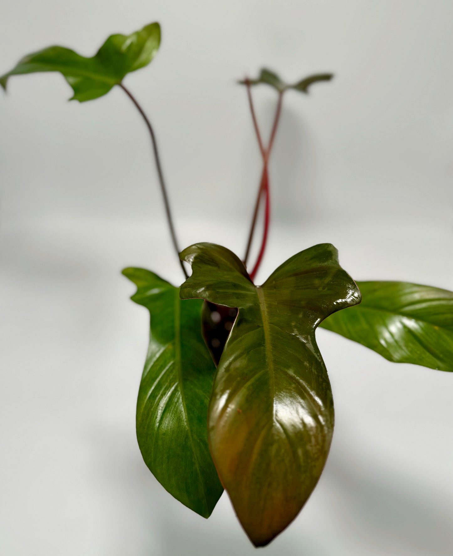 Philodendron florida bronze (large)