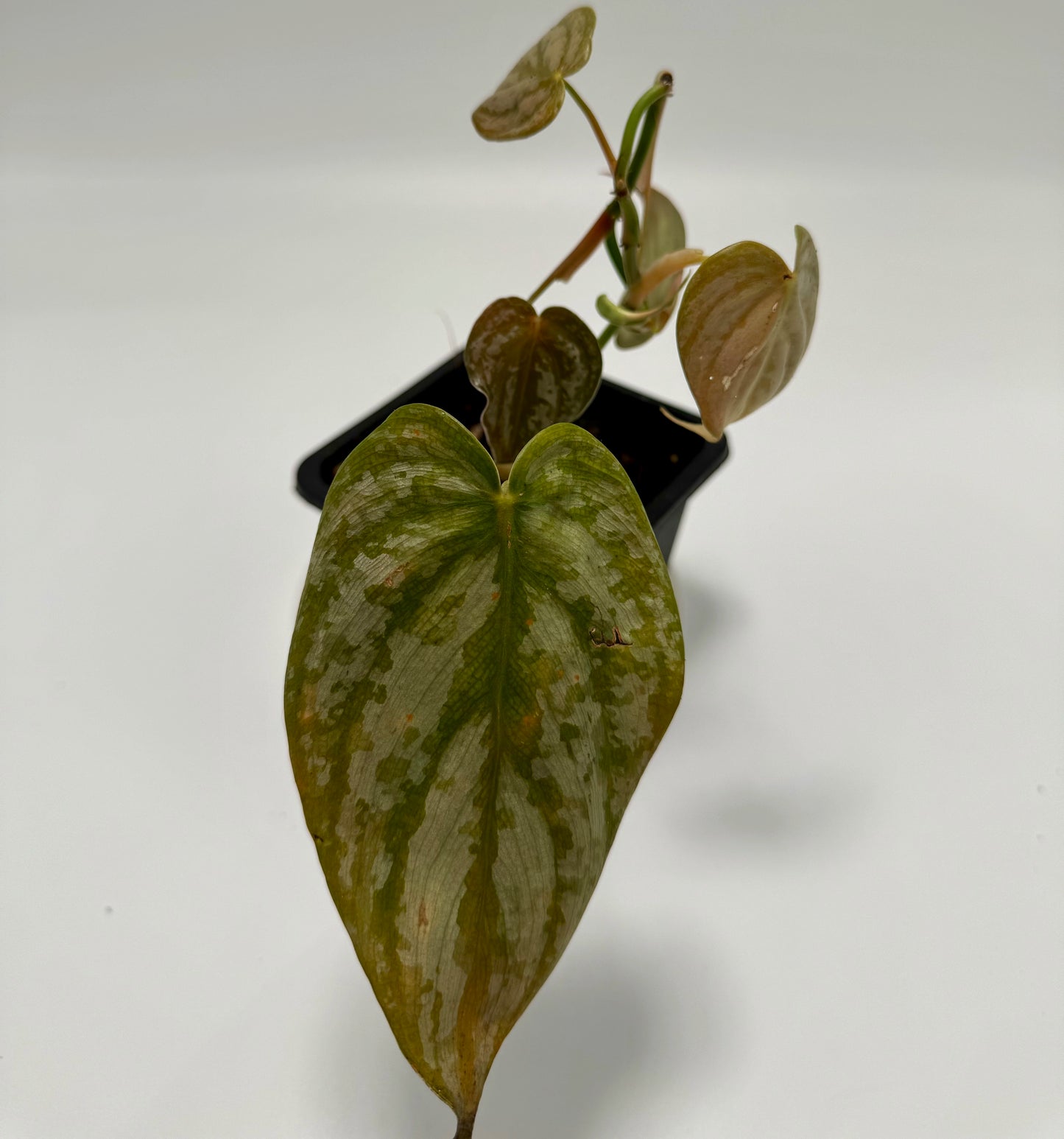 Philodendron brandtianum