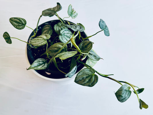 Philodendron brandtianum (large)
