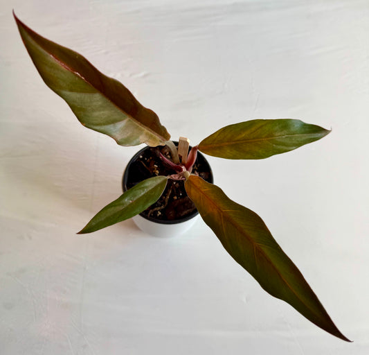 Philodendron caramel marble (low var.)