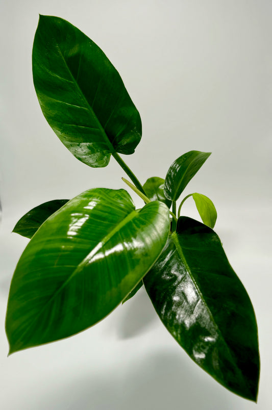 Philodendron 'thai congo'