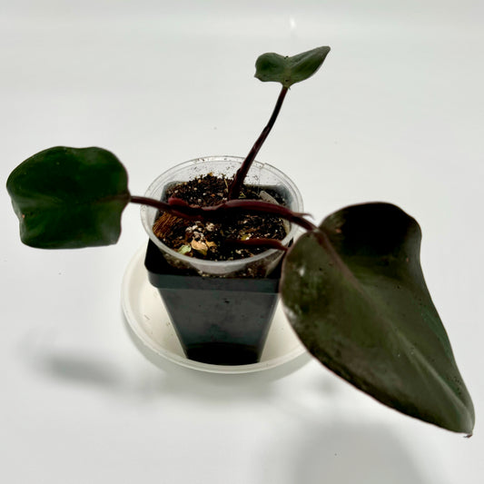 Philodendron dark lord