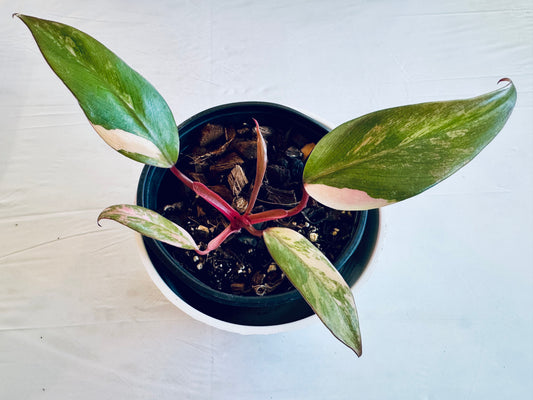 Philodendron erubescens 'strawberry shake' (small)