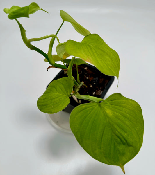 Philodendron fibraecataphyllum