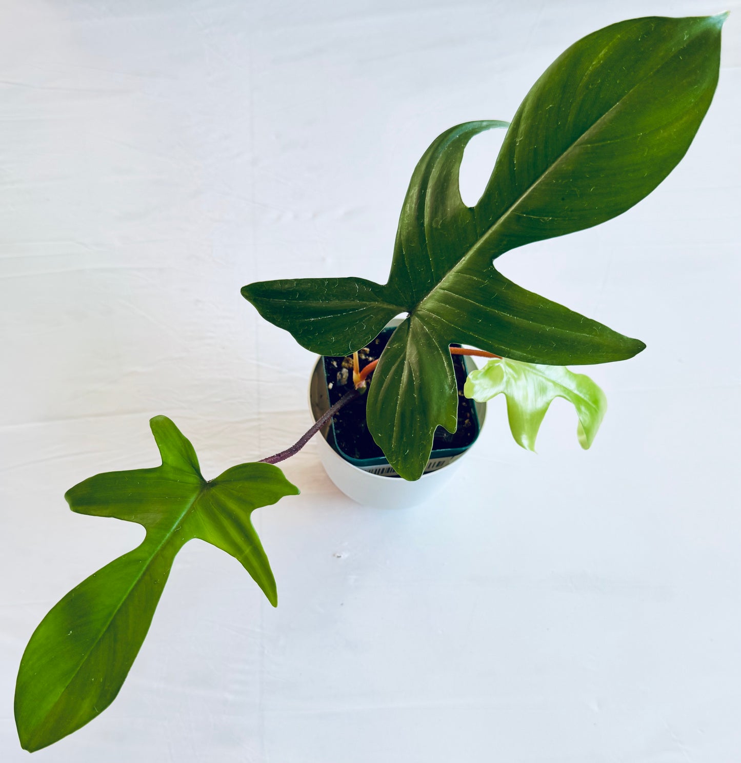 Philodendron florida (4")
