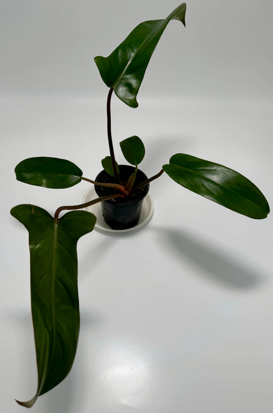 Philodendron florida bronze (medium)