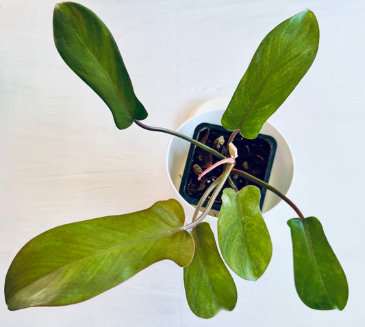 Philodendron florida bronze (medium)