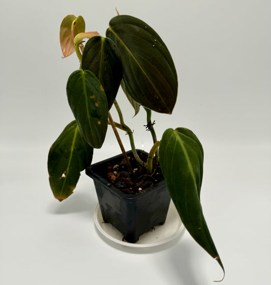 Philodendron gigas (large)