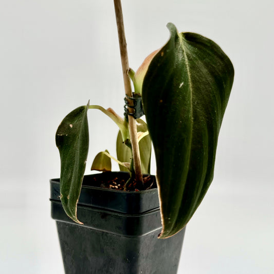 Philodendron gigas (small)