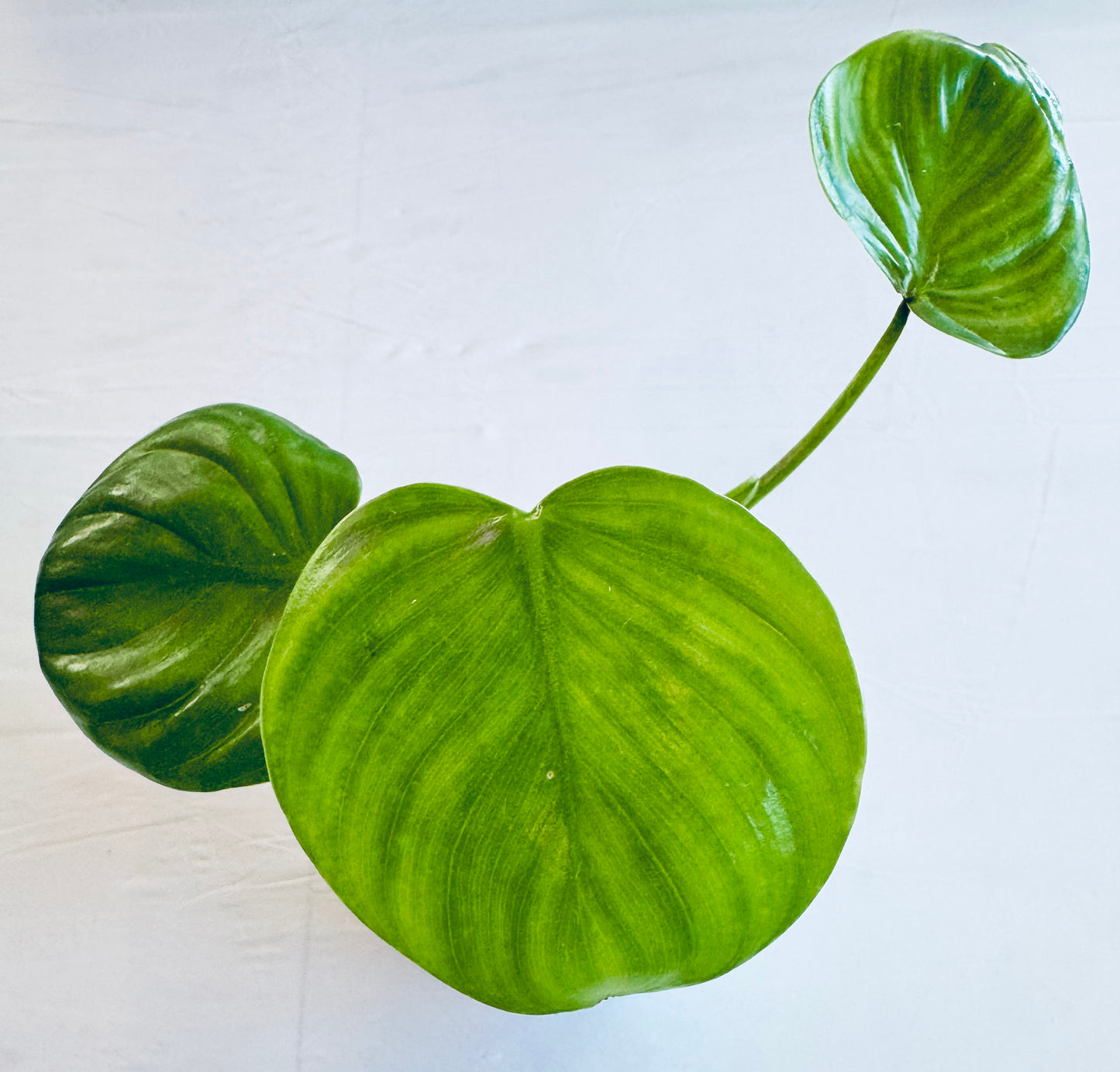 Philodendron grazielae
