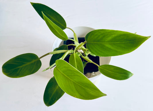 Philodendron 'green emerald'