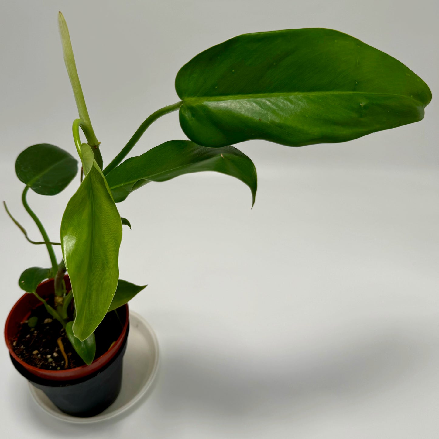 Philodendron jerry horne