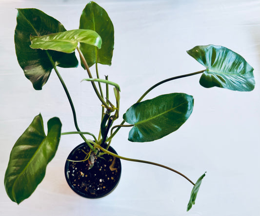 Philodendron jose buono (reverted)