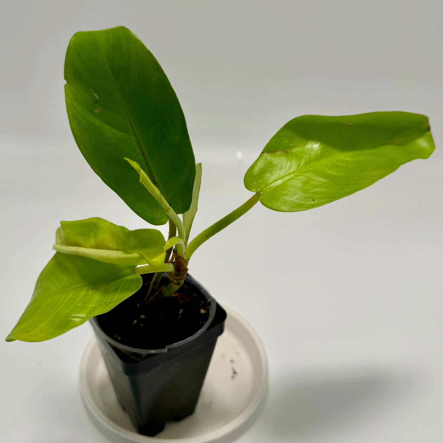 Philodendron erubescens 'lemon lime'