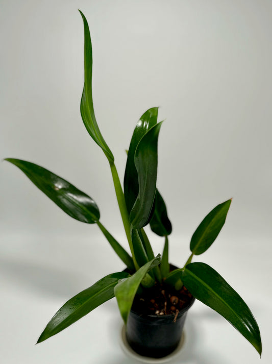 Philodendron martianum