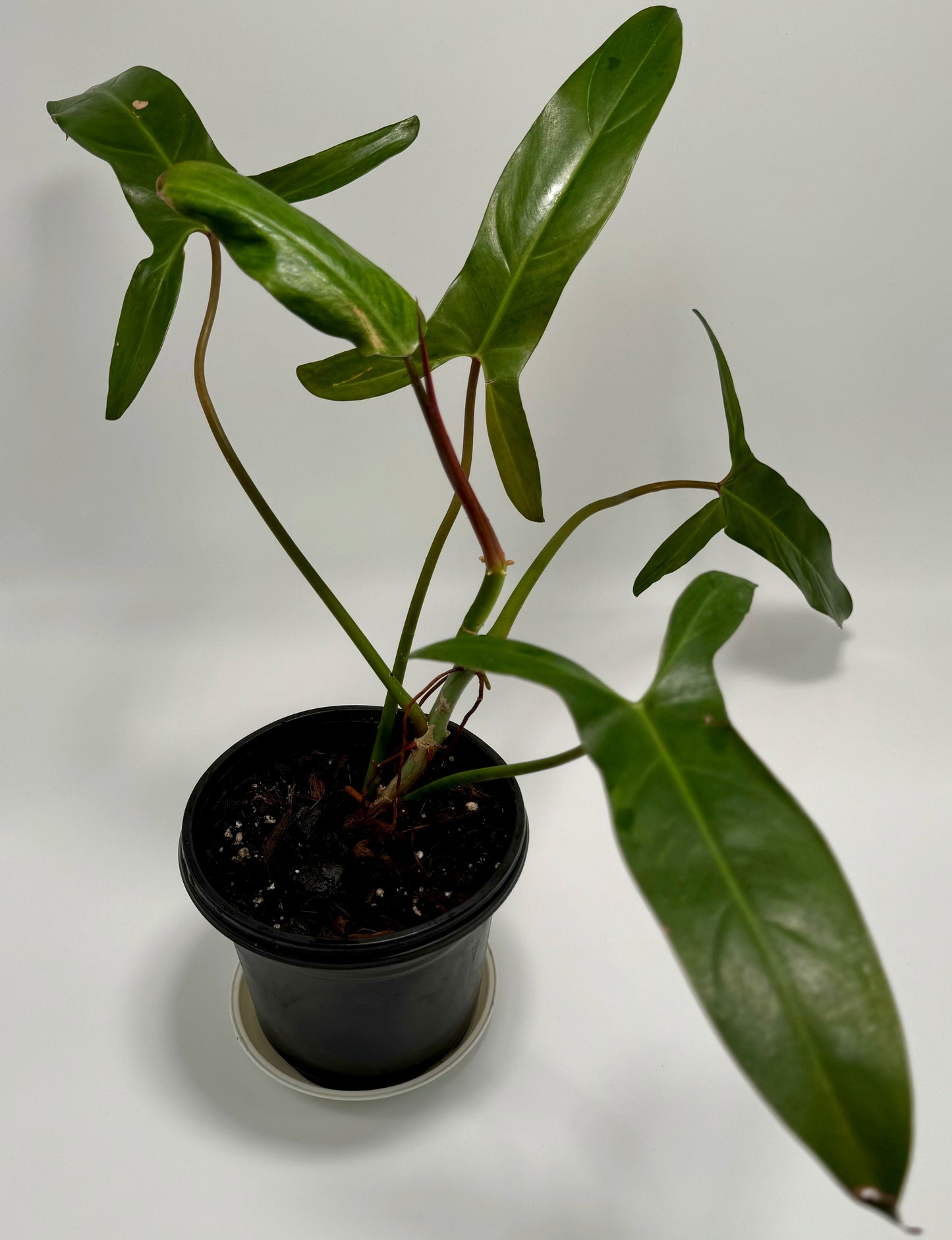 Philodendron mexicanum