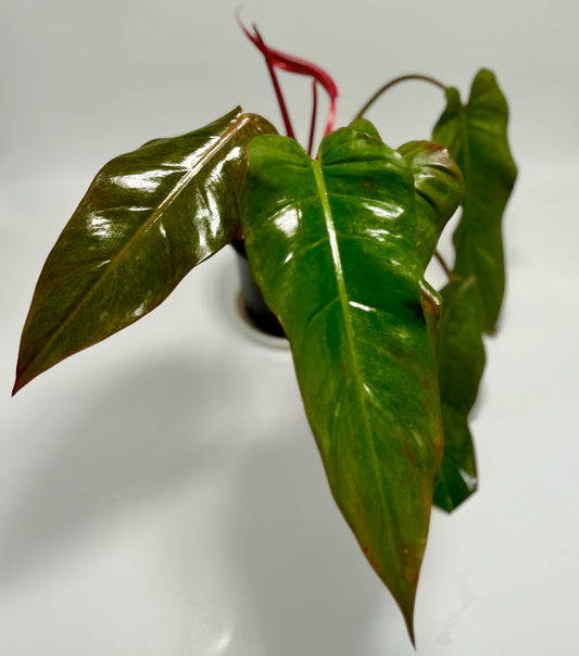 Philodendron orange marmalade