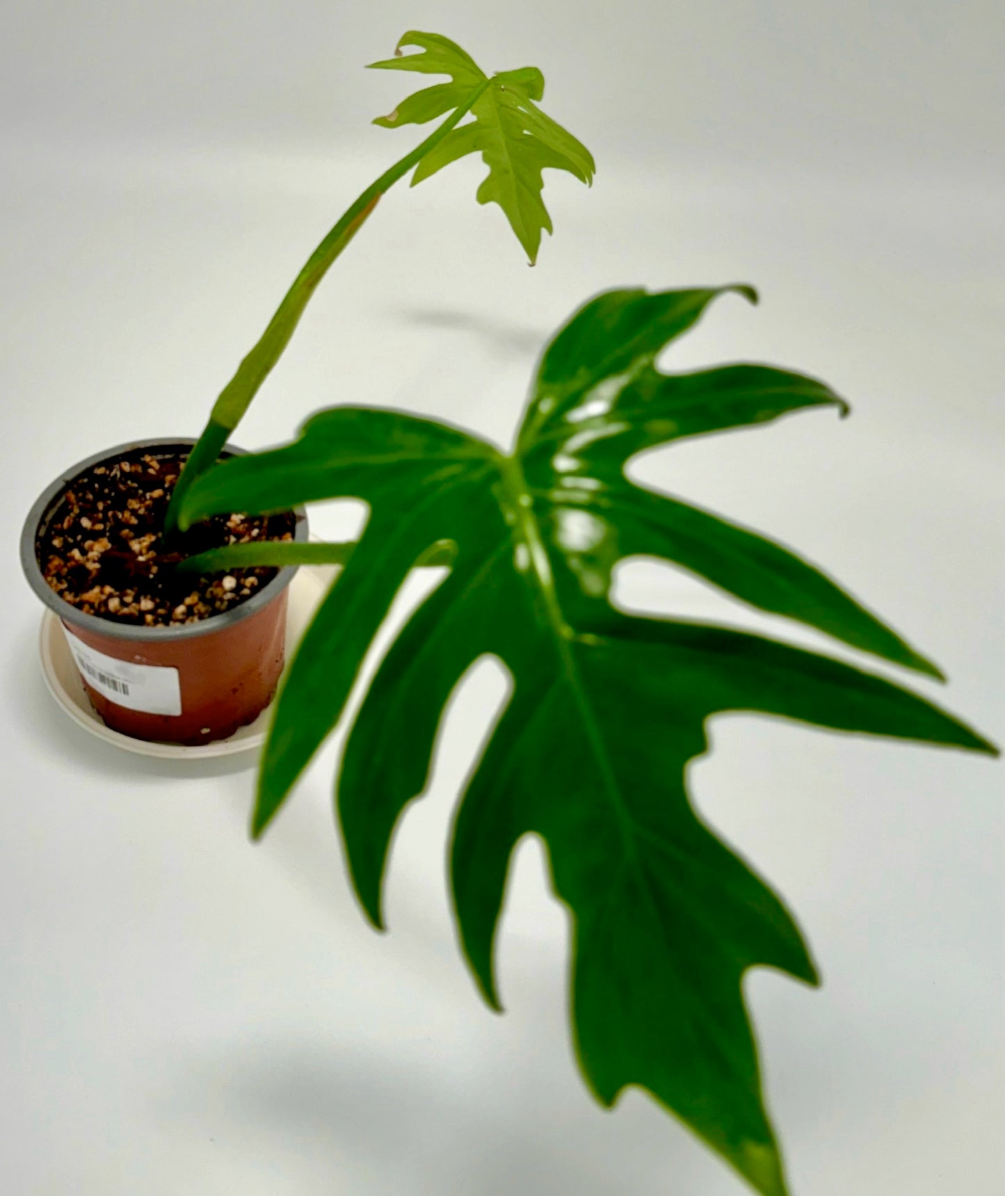 Philodendron radiatum