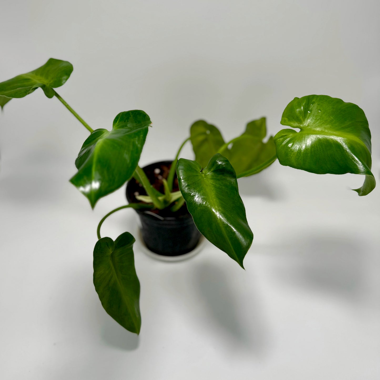 Philodendron rugosum 'aberrant form'