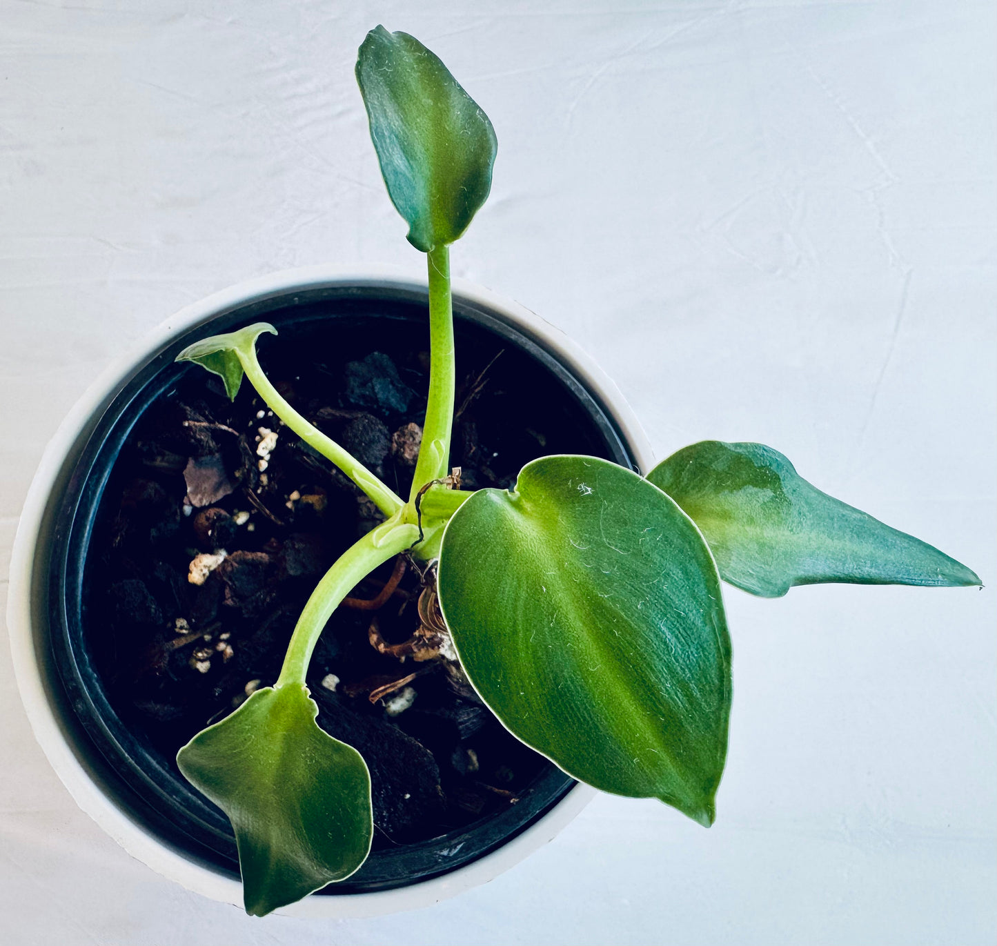 Philodendron rugosum