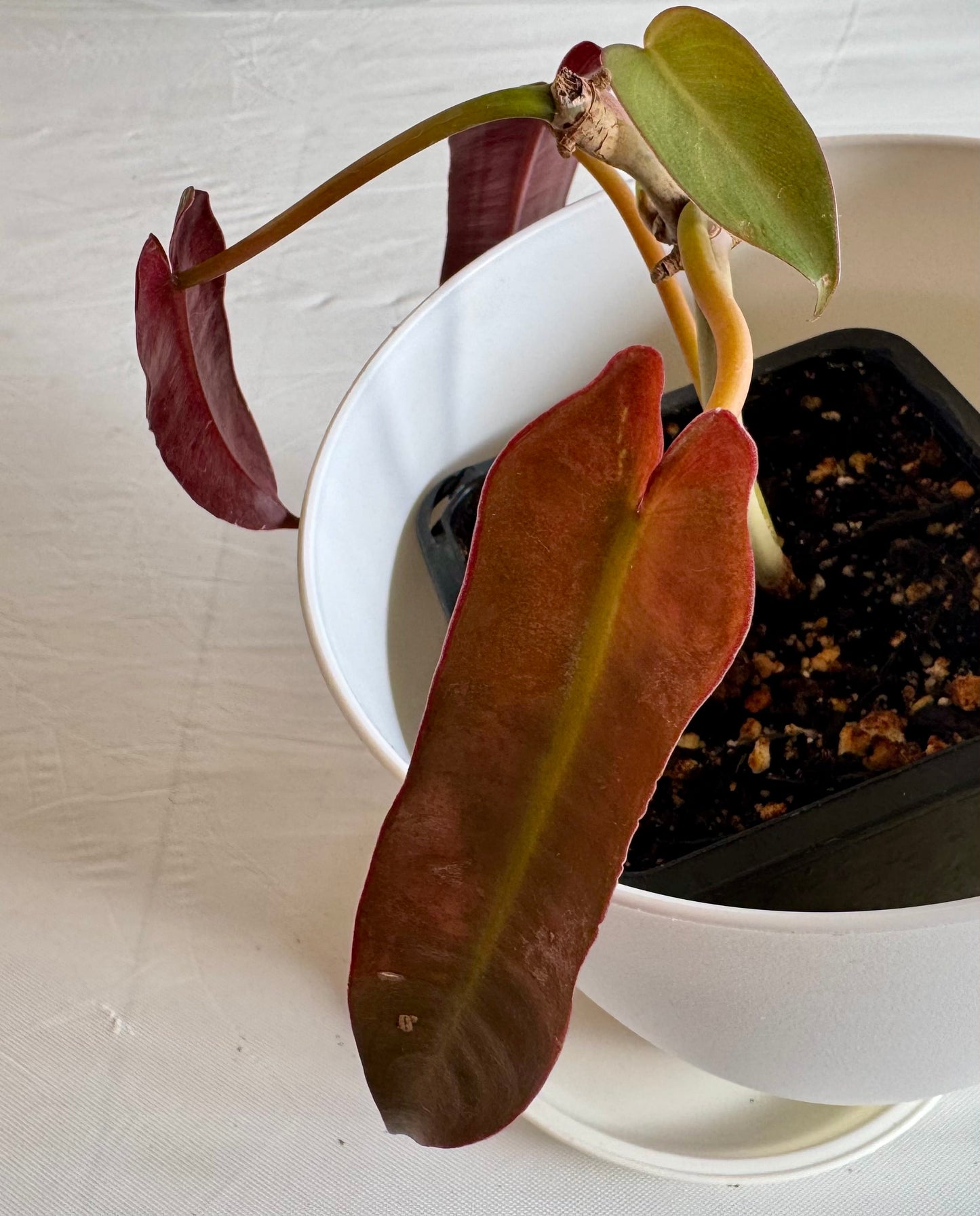 Philodendron santa leopoldina