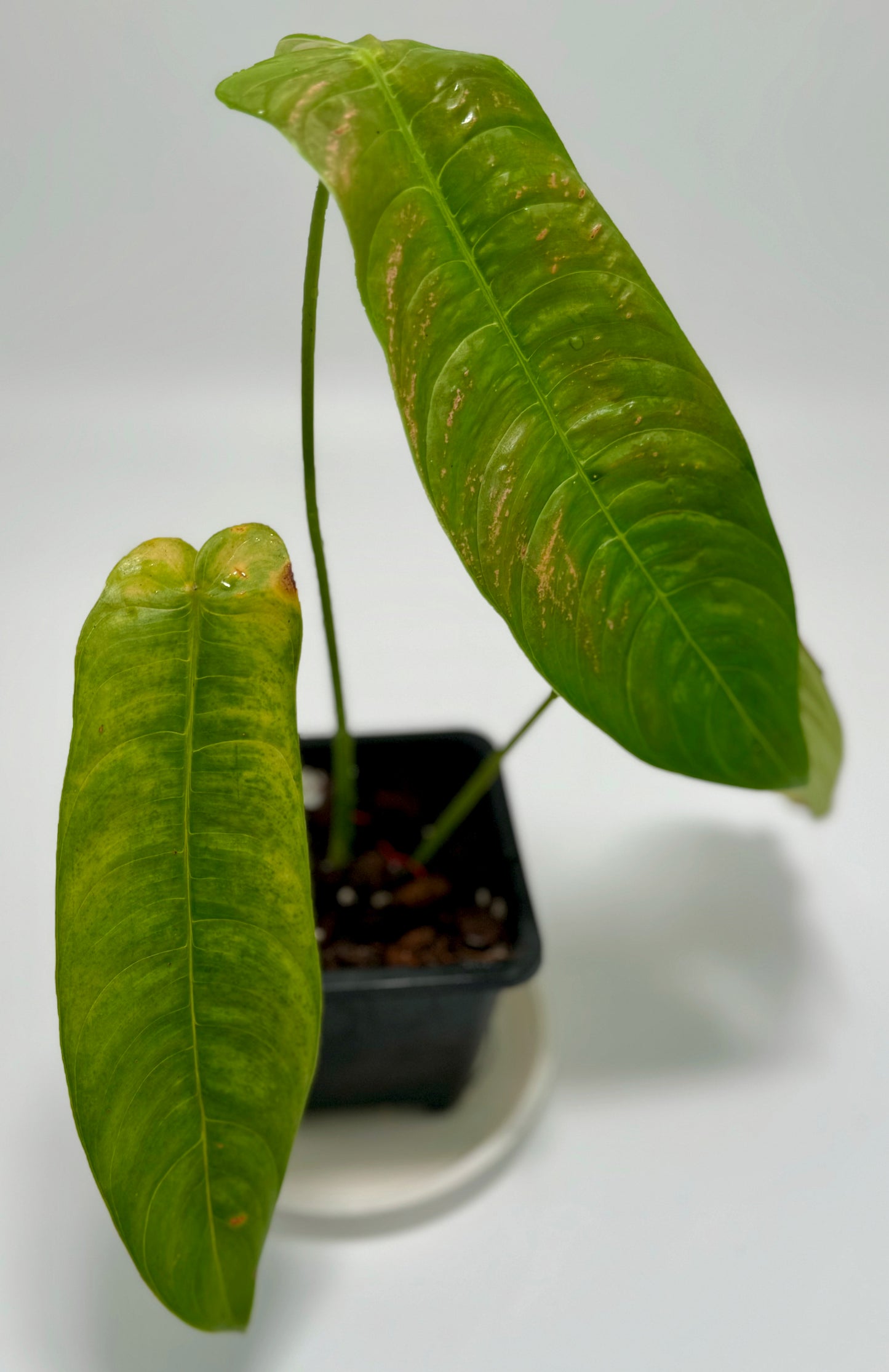 Philodendron sharoniae