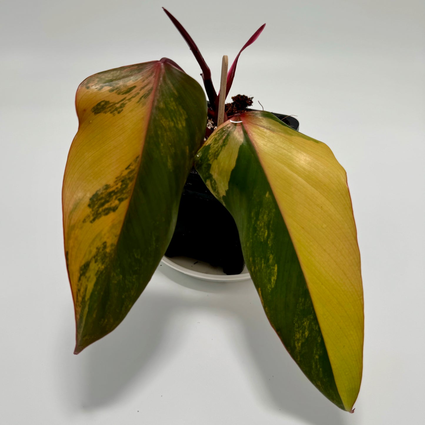 Philodendron erubescens 'strawberry shake'