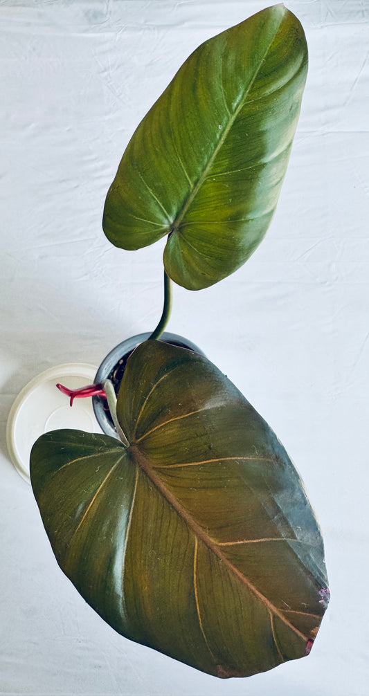 Philodendron 'summer glory'