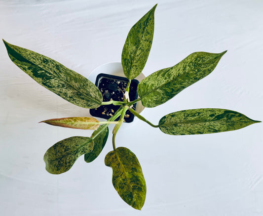 Philodendron whipple way (large)