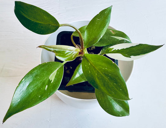 Philodendron 'white knight'
